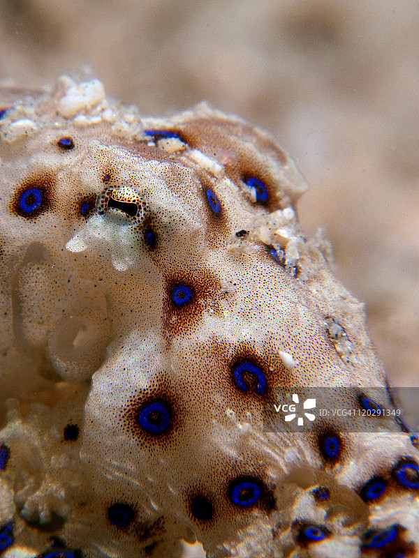 蓝环章鱼图片素材