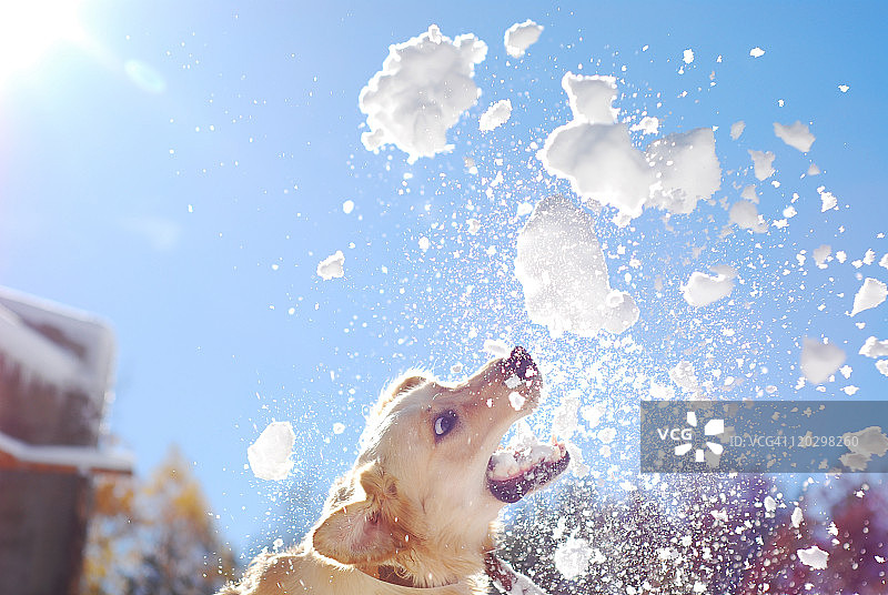 跳跃的金色寻回犬和雪球图片素材