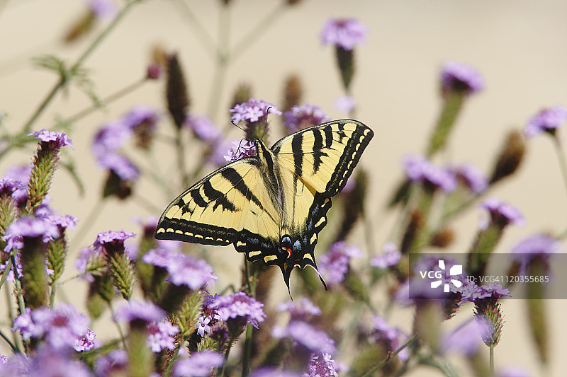 展开翅膀的西部虎凤蝶图片素材