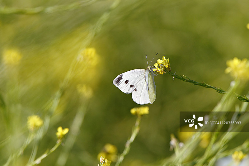 菜粉蝶停留在黄色花朵上图片素材