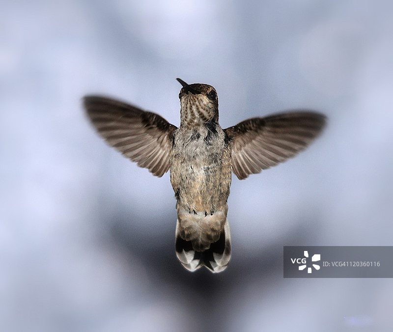 蜂鸟的飞行图片素材
