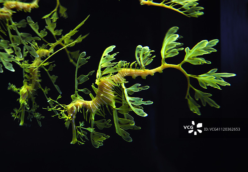 蒙特雷湾水族馆的叶海龙图片素材