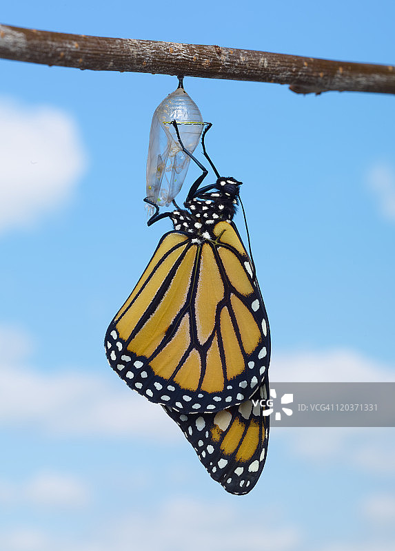 带有蛹的帝王蝶图片素材