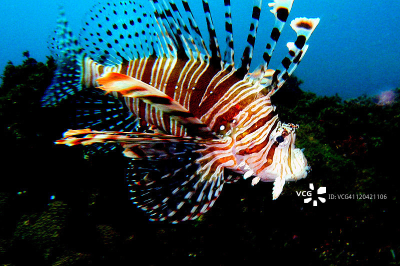 红色狮子鱼图片素材