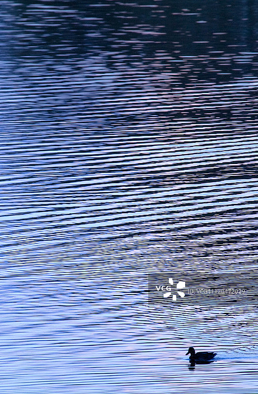 极简鸭子图片素材