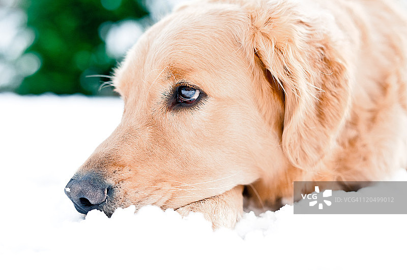 金毛寻回犬享受雪景图片素材