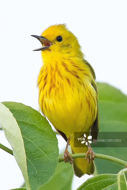 鸣唱中的黄莺图片素材