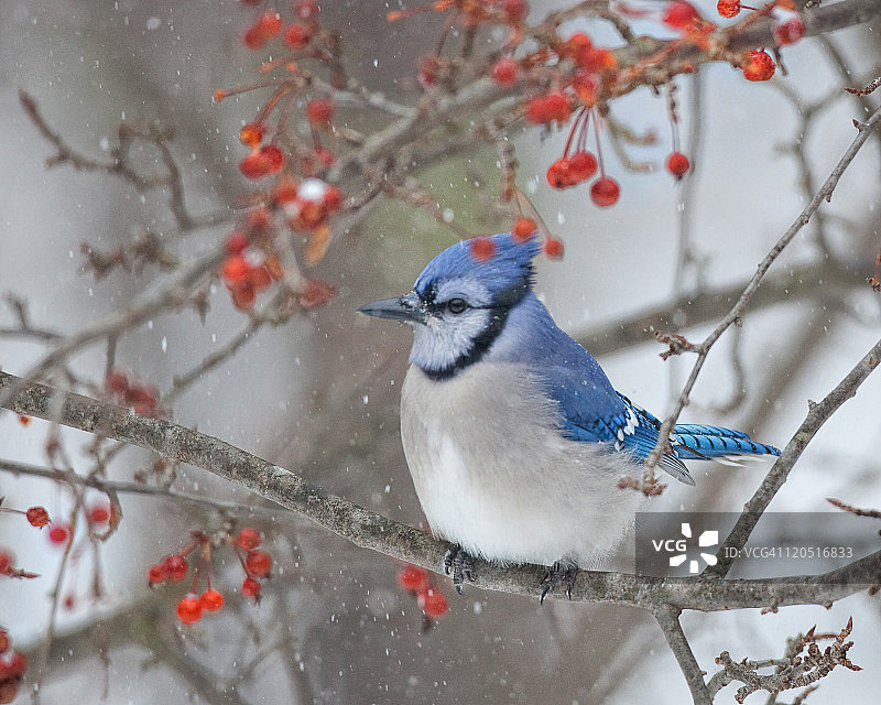红白蓝图片素材