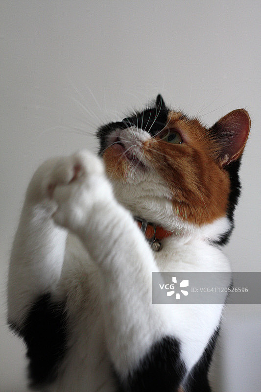 可爱的猫图片素材