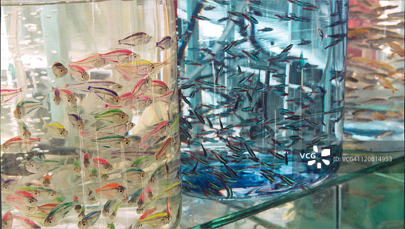 中国市场上的彩绘染色玻璃鱼图片素材