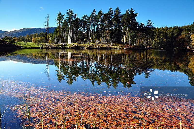 漂浮的秋叶图片素材