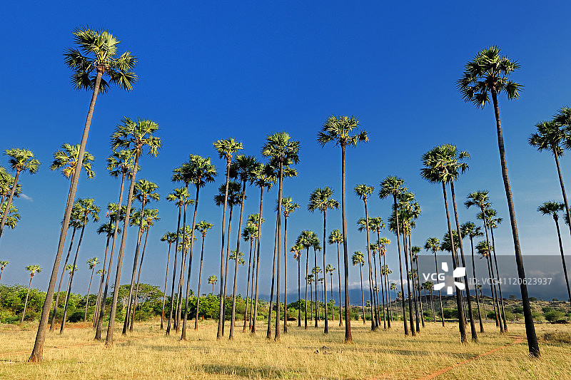 成排的棕榈树图片素材