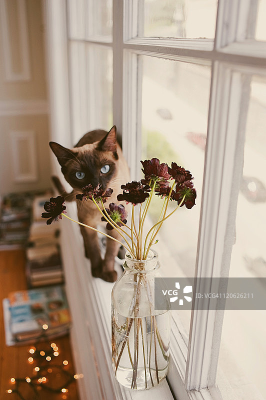 恶作剧制造者图片素材