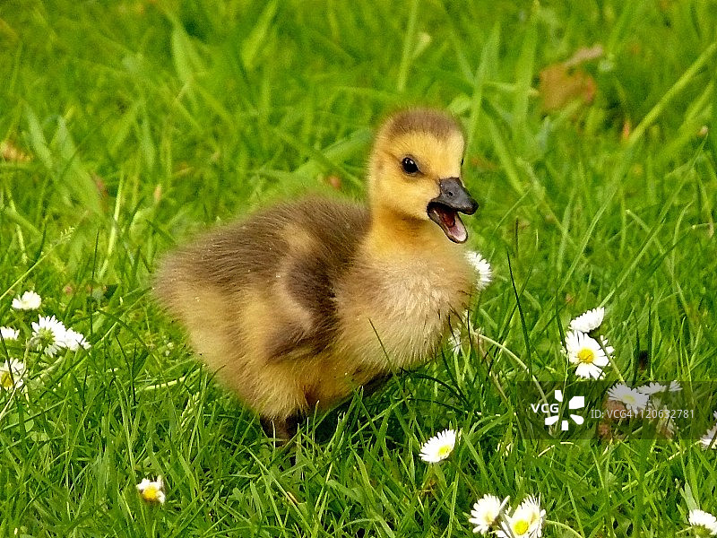 草地上的小鸡图片素材