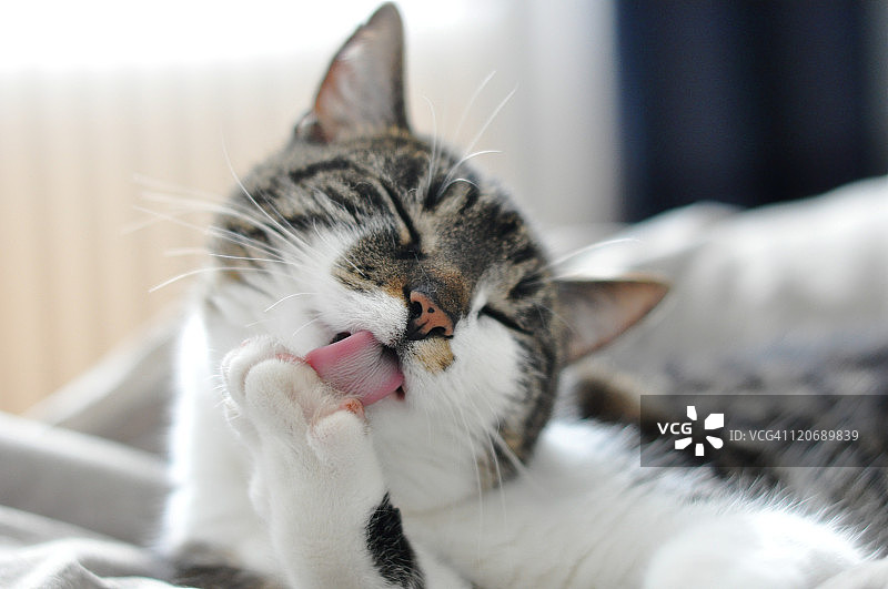 猫咪美容图片素材