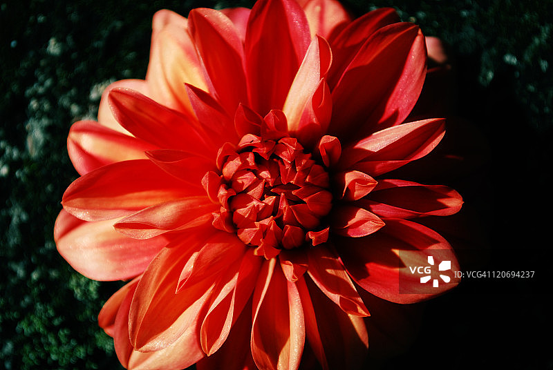 阳光下的红色大丽花图片素材