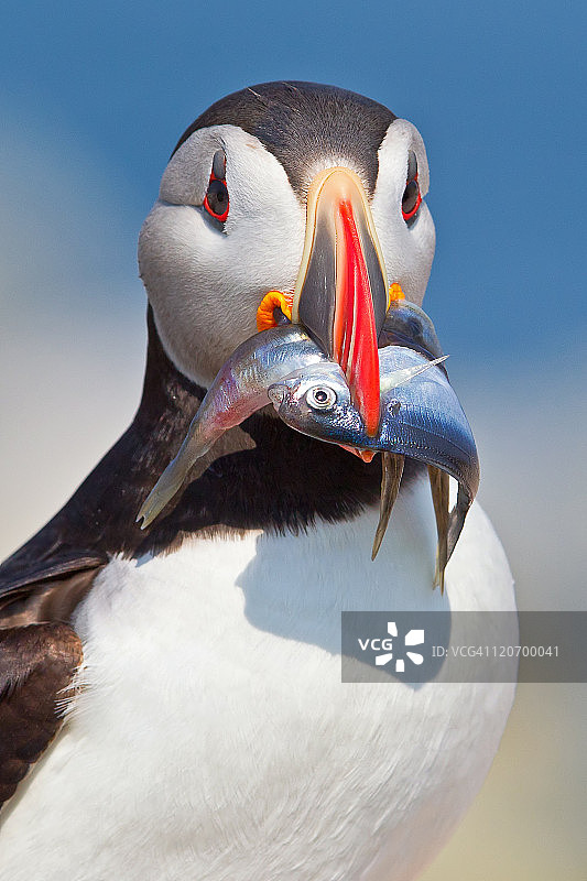 大西洋海雀图片素材