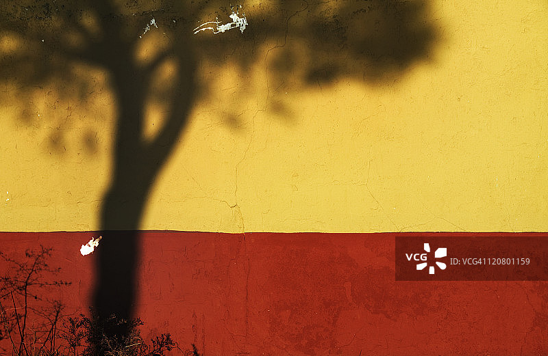 地中海松树的影子图片素材