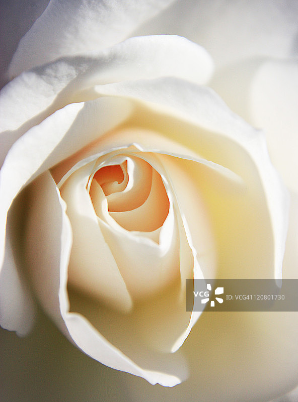 冰山玫瑰图片素材