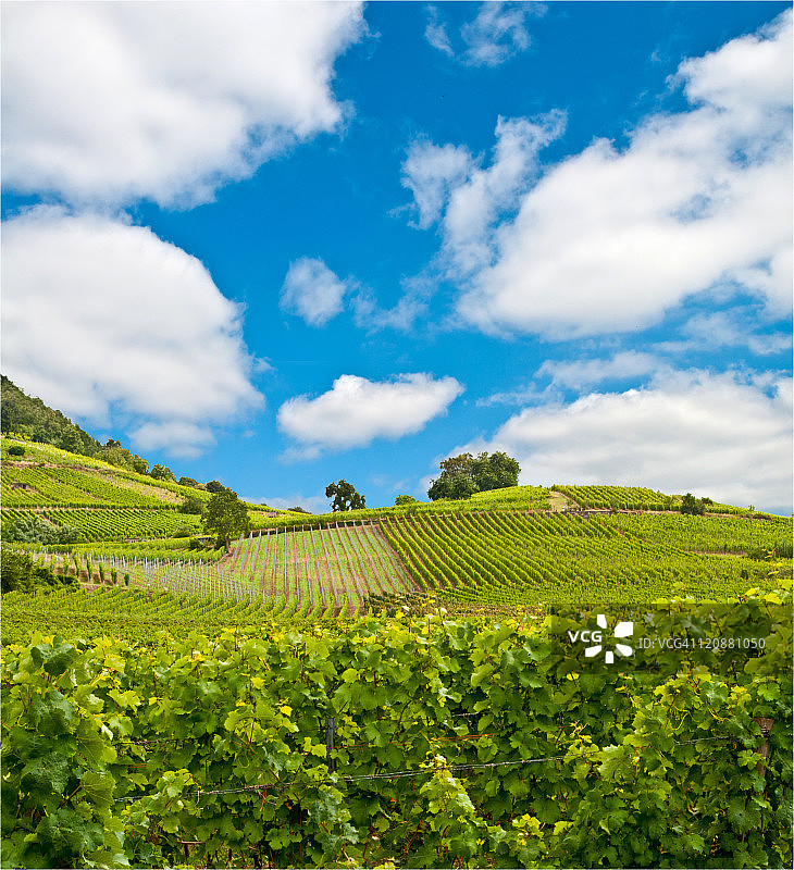 葡萄园图片素材