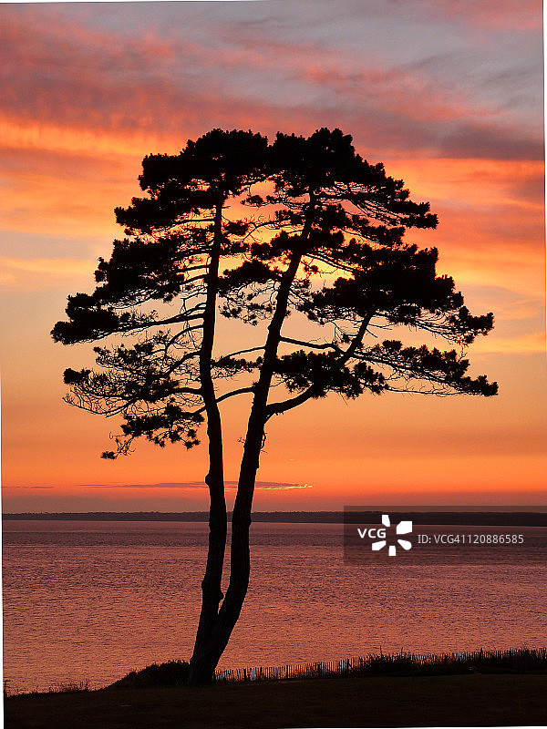 树在日落时分图片素材