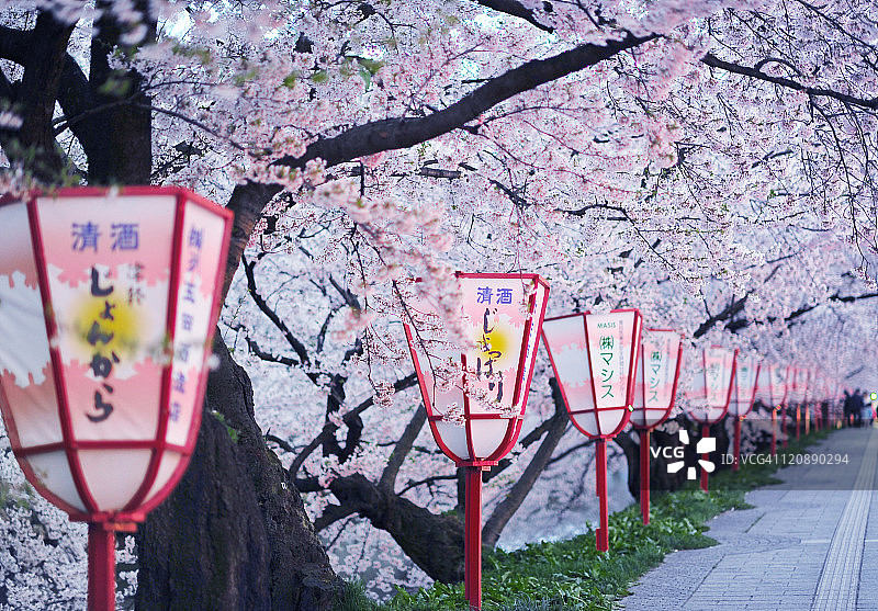 樱花灯笼下图片素材