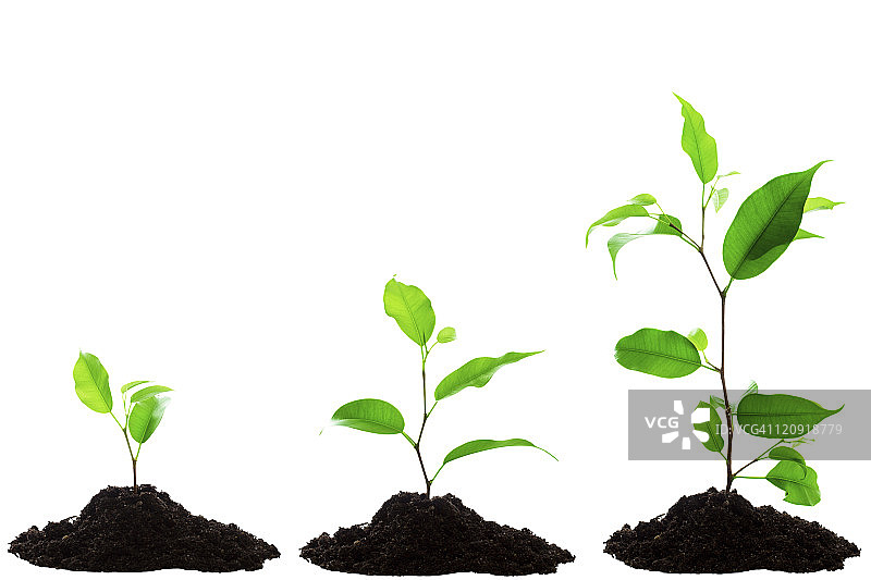 植物生长图片素材