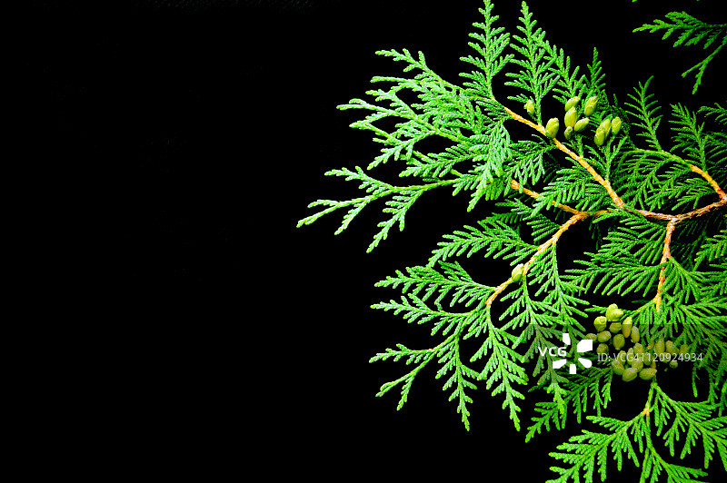 黑色背景上的鲜艳雪松叶和松针图片素材