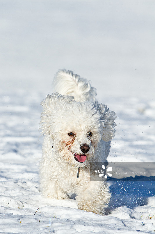 雪地里的比熊犬图片素材