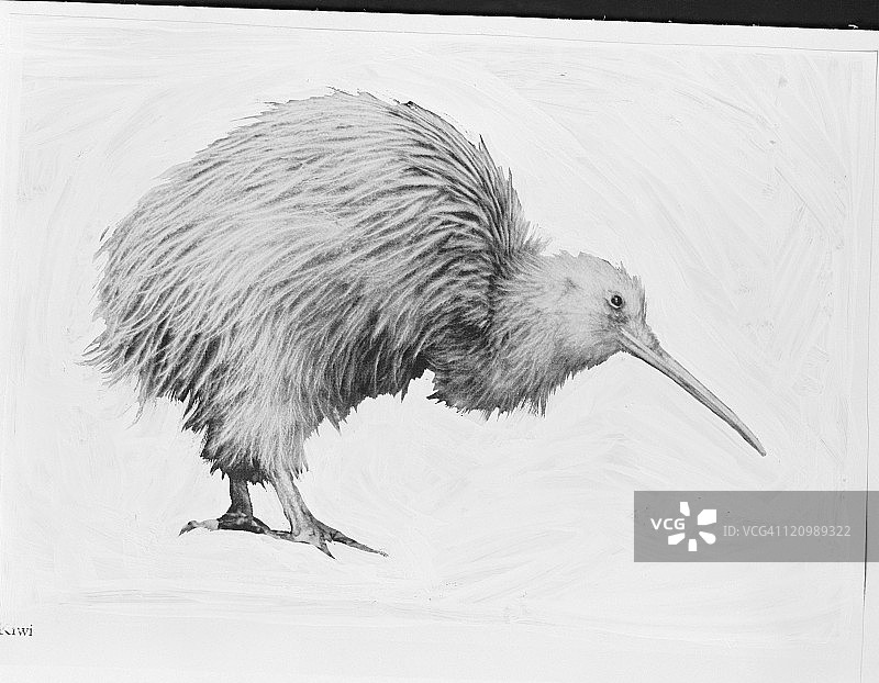 白色背景上的几维鸟特写图片素材