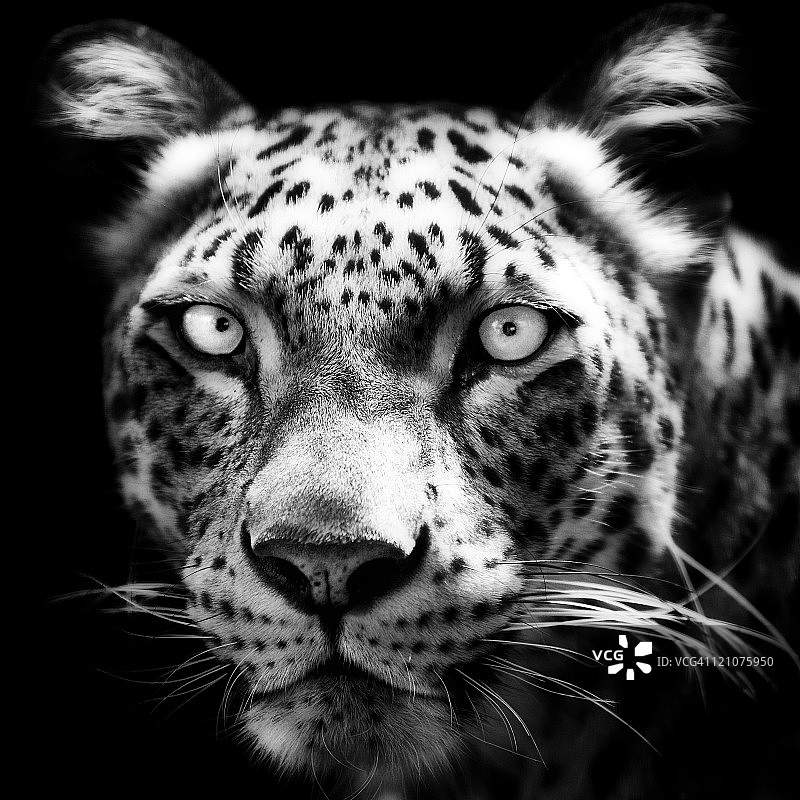 波斯豹图片素材