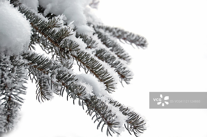 冰霜和云杉针叶图片素材