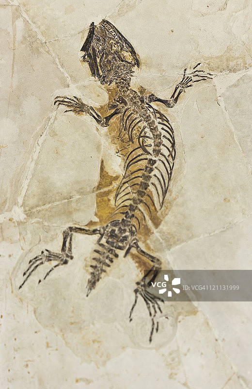 蜥蜴化石图片素材