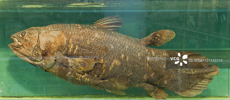 矛尾鱼图片素材