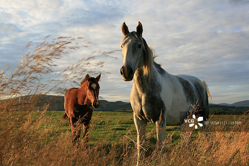 母马和马驹图片素材