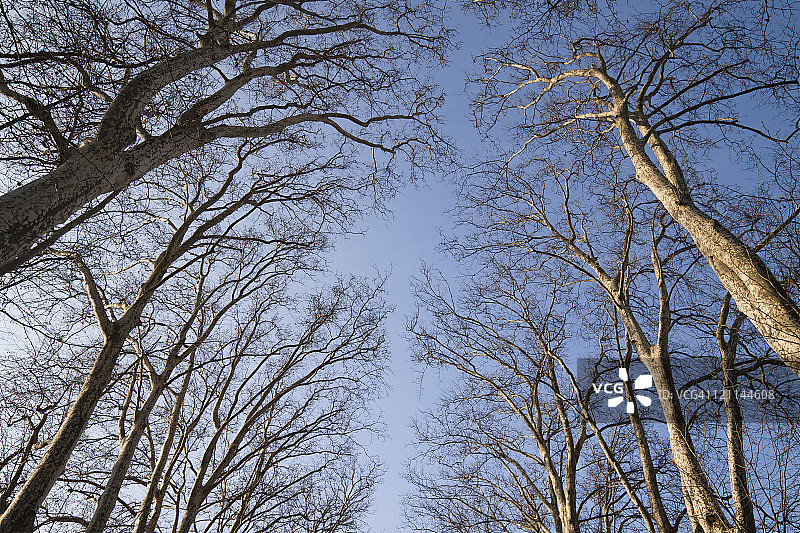 法国瓦朗斯茹韦公园里的树木图片素材