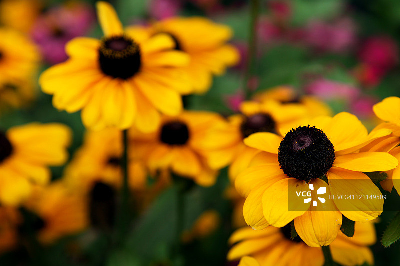 黑眼苏珊图片素材