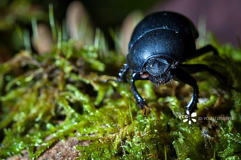 甲壳虫图片素材