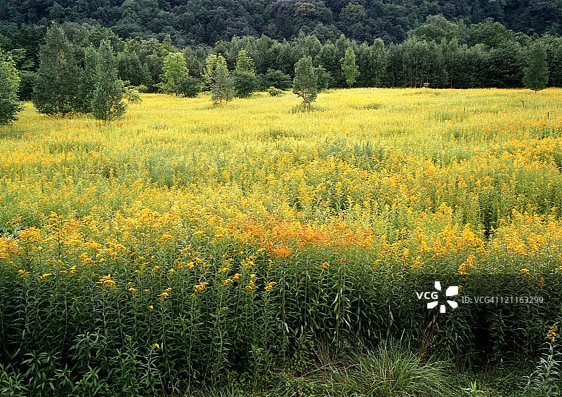 黄色地毯图片素材