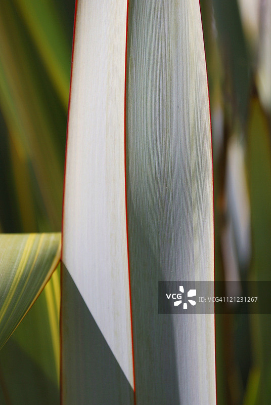 新西兰亚麻图片素材