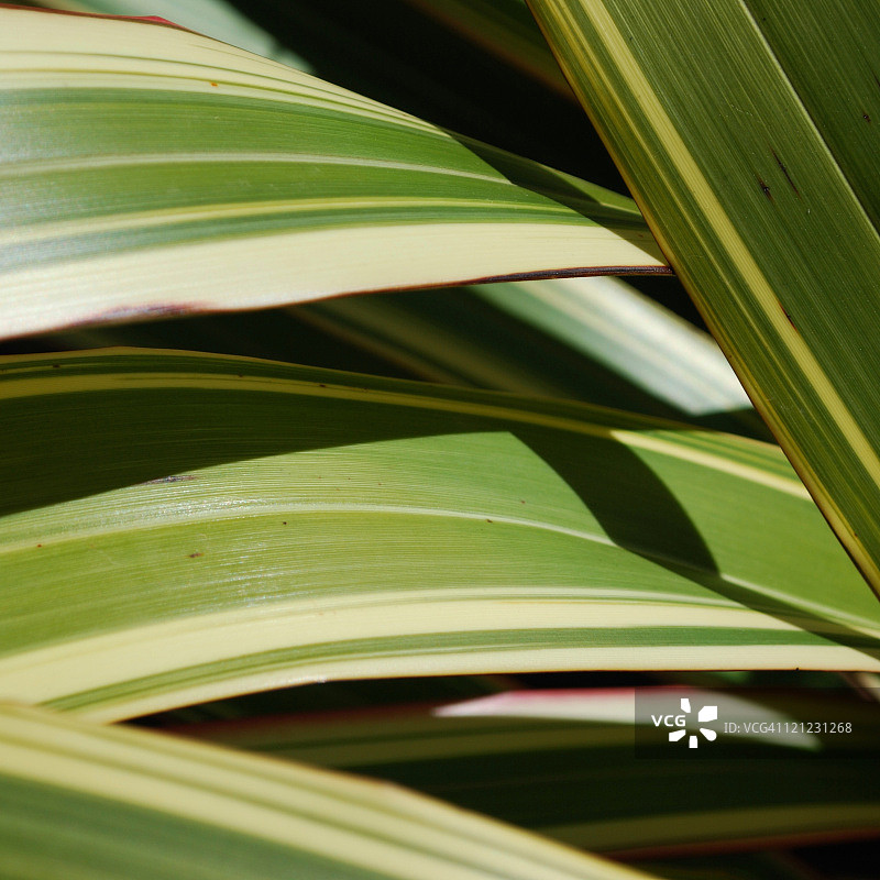 黄麻，新西兰亚麻图片素材