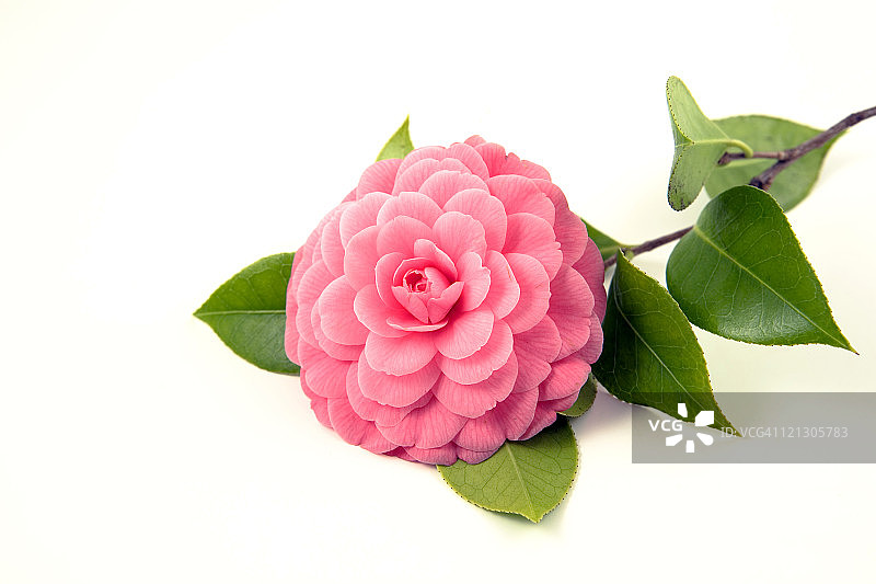 粉色山茶花图片素材