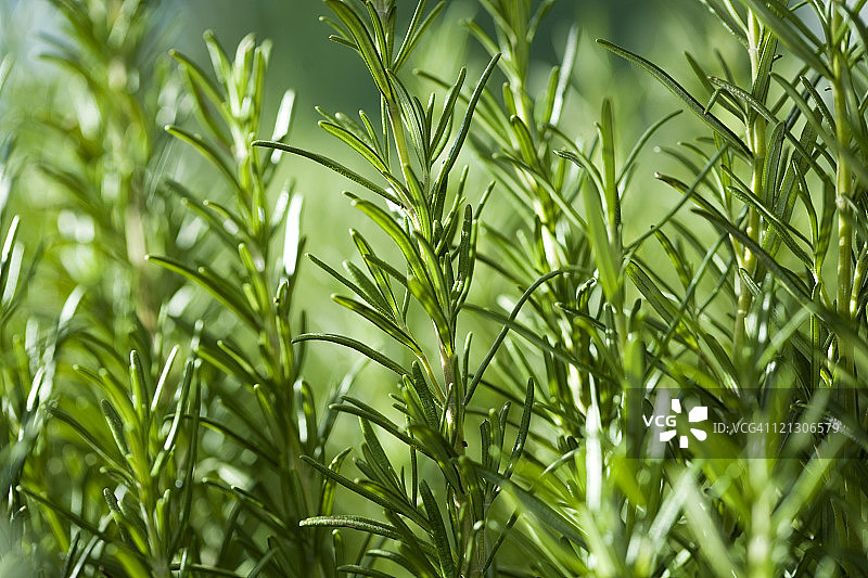 花园中生长的迷迭香特写图片素材