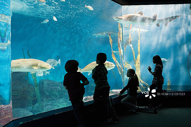 孩子们在水族馆里观赏鱼图片素材