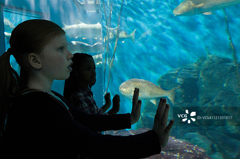 女孩们凝视着水族馆里的鱼图片素材