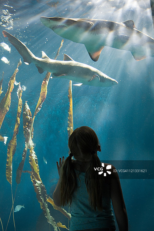 女孩在水族馆观看鲨鱼图片素材