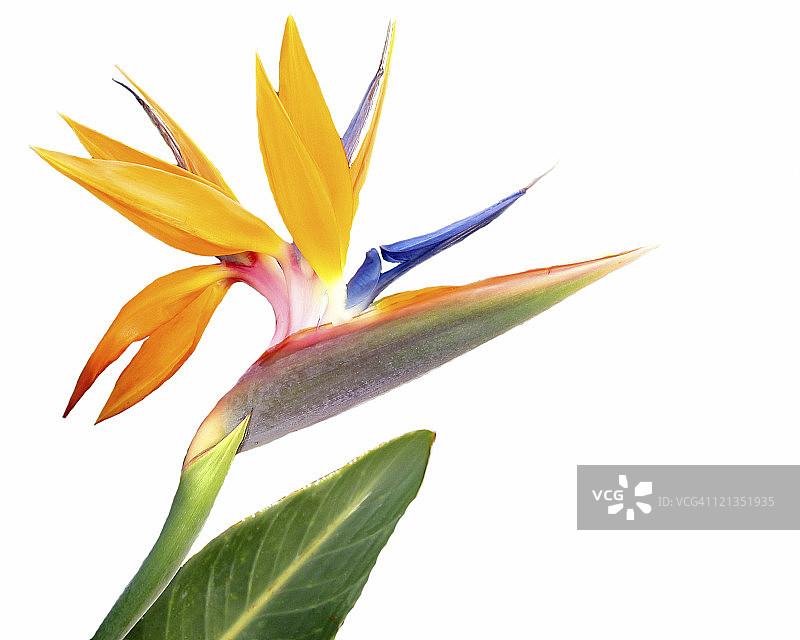 天堂鸟花，白色背景上孤立图片素材