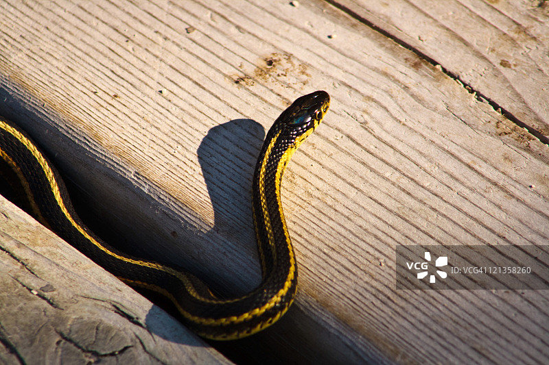 从木地板缝隙中探出头的束带蛇图片素材