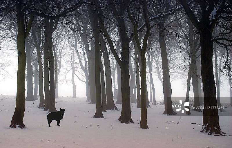 雾气中的木头和黑狗图片素材
