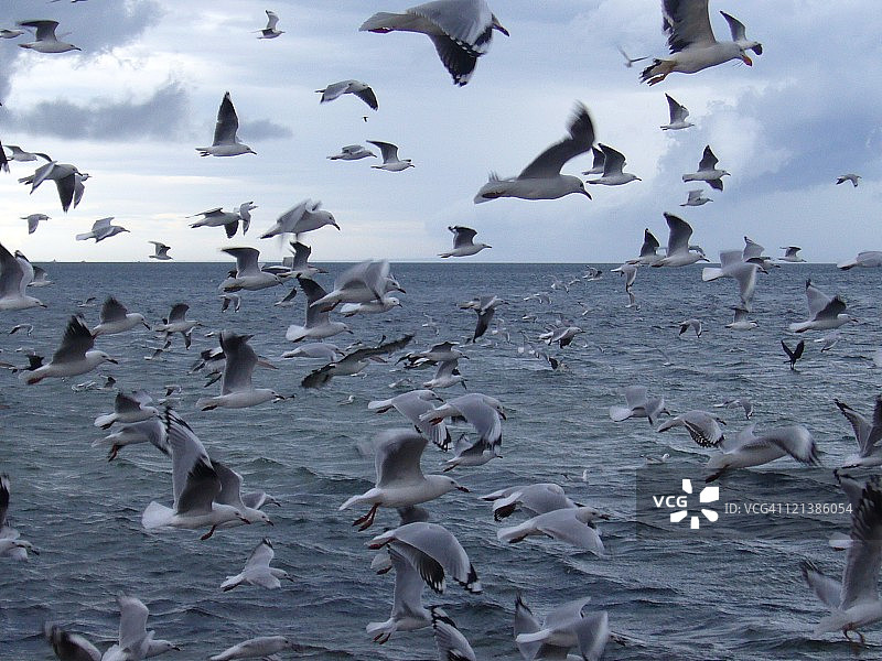 阿尔托纳的鸟类图片素材